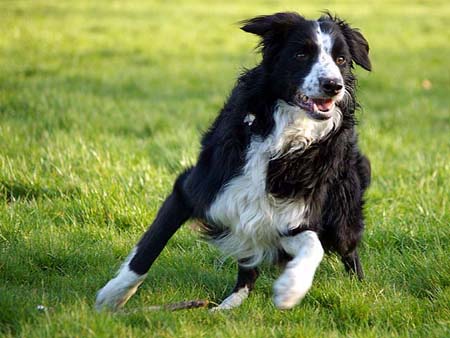Border Collie Joey